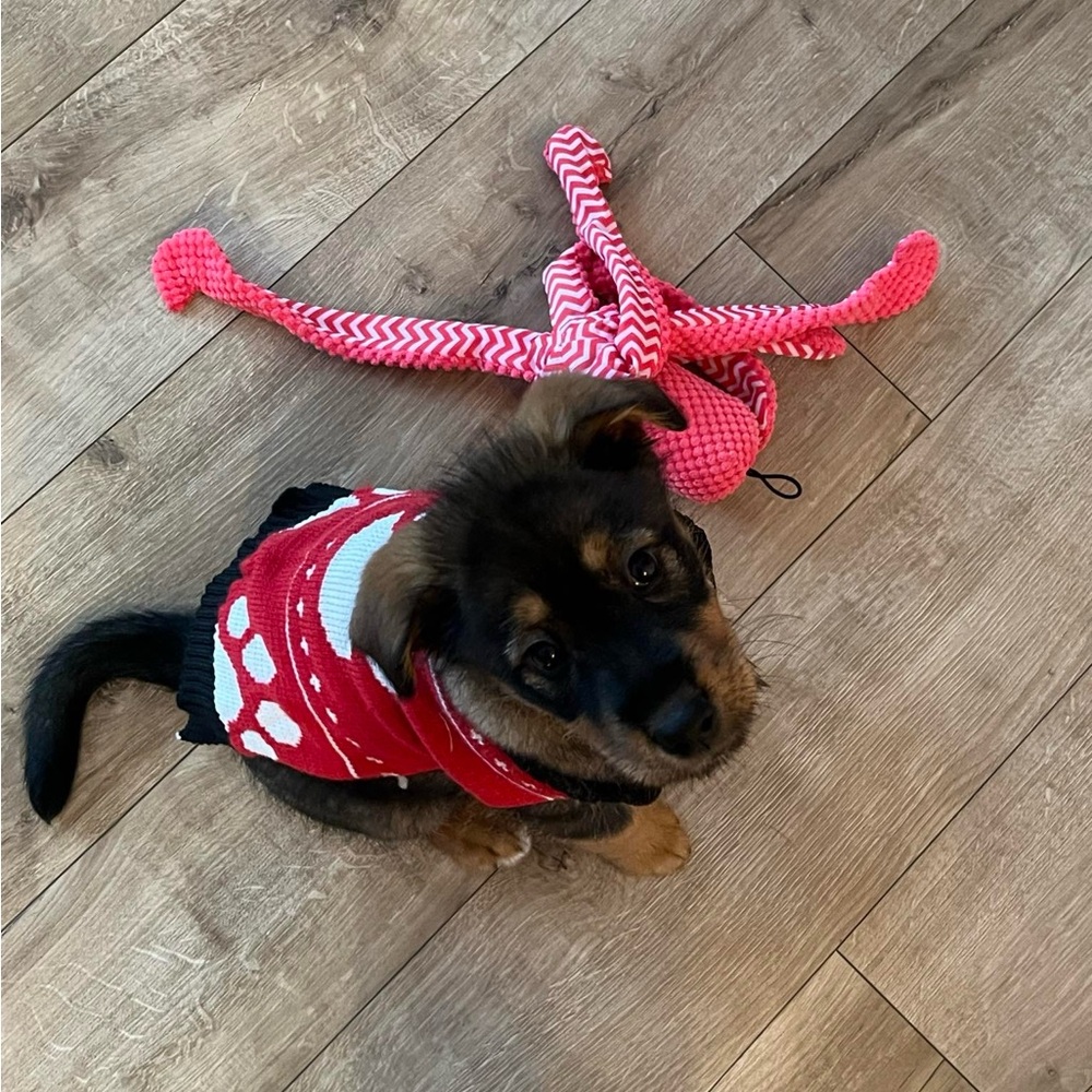 🎁GIFT With Purchase🎁 
Red Dog Sweater with Paw Print Design
